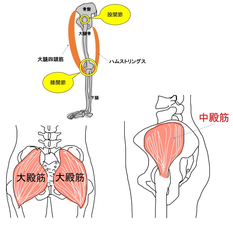 股関節と膝の関係