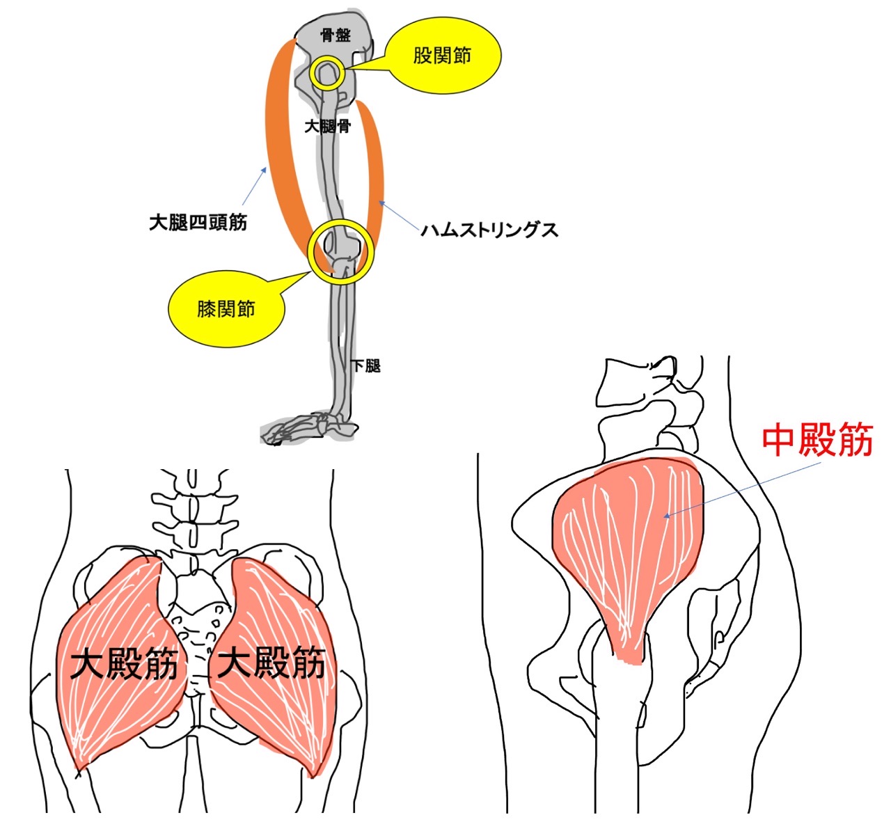 股関節と膝の関係