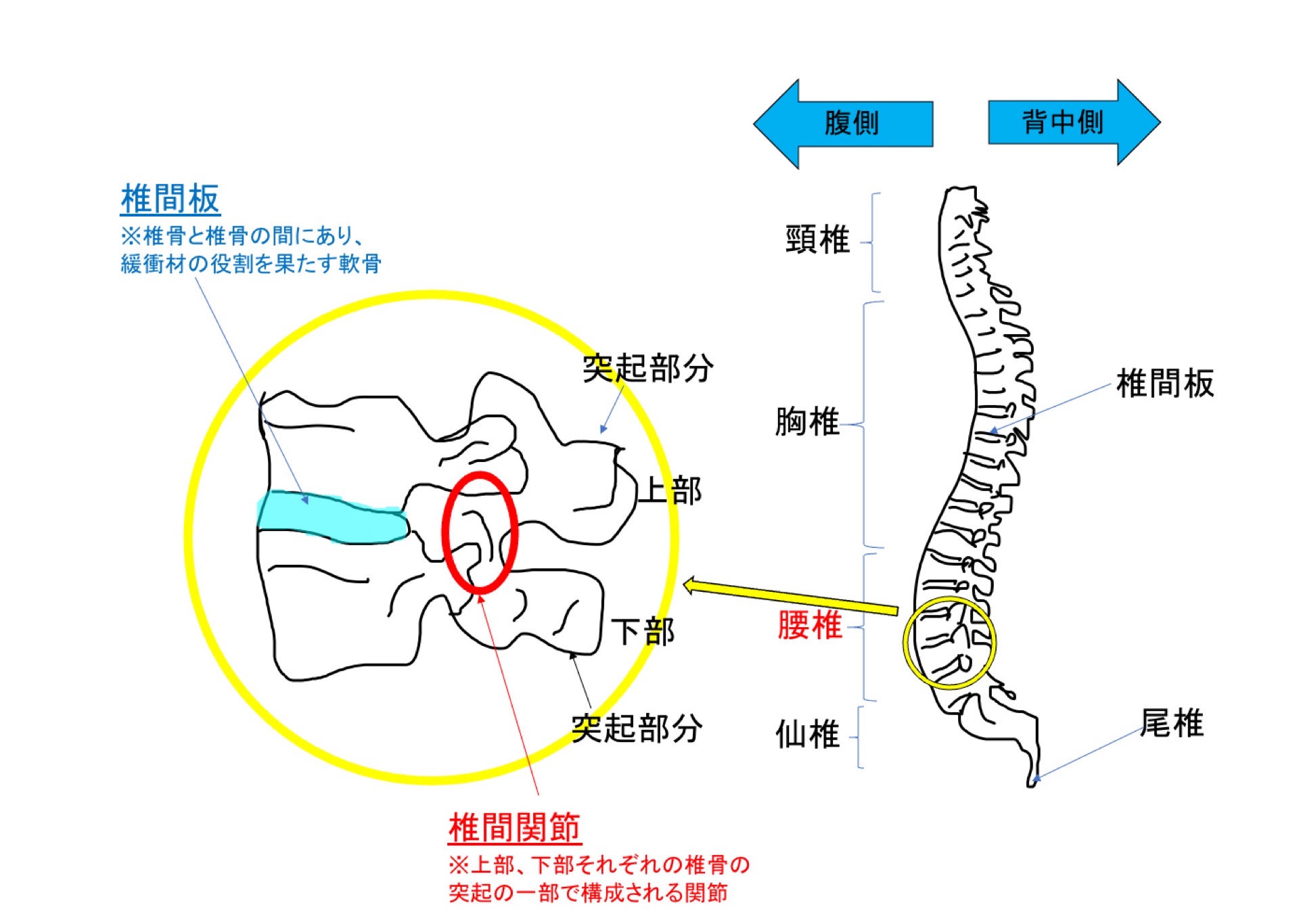 椎間関節と椎間板