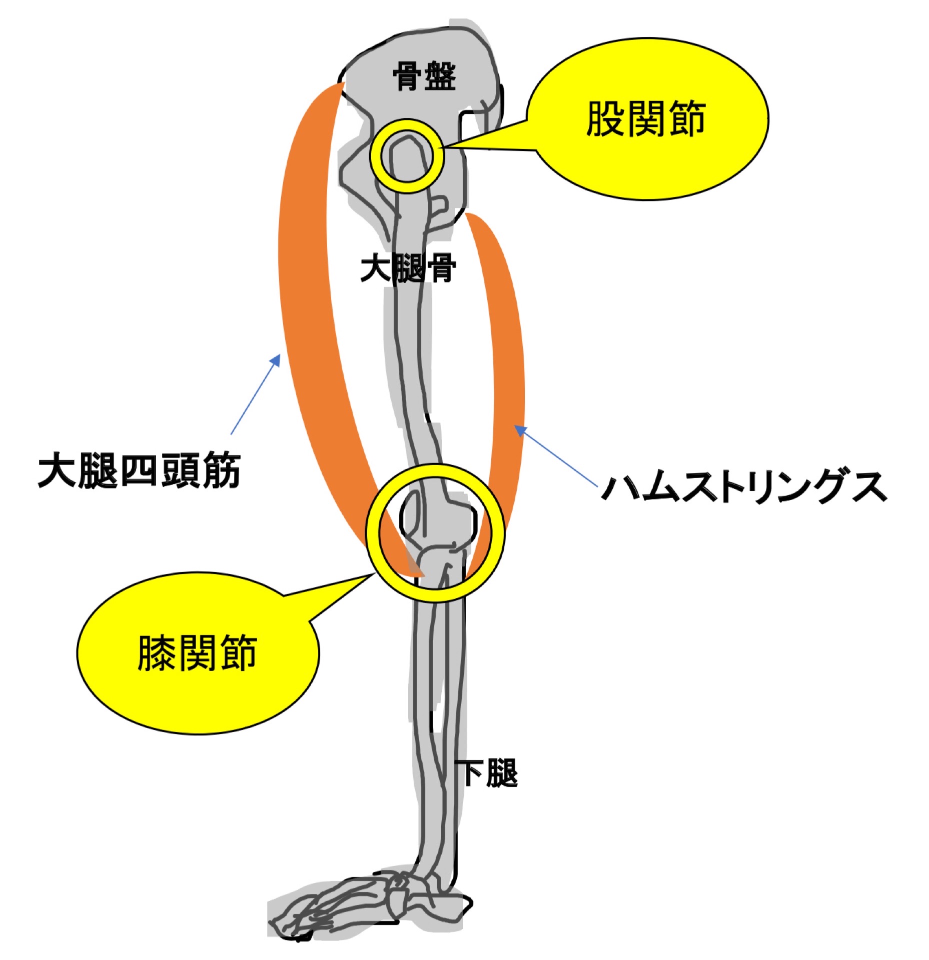 大腿四頭筋とハムストリングス