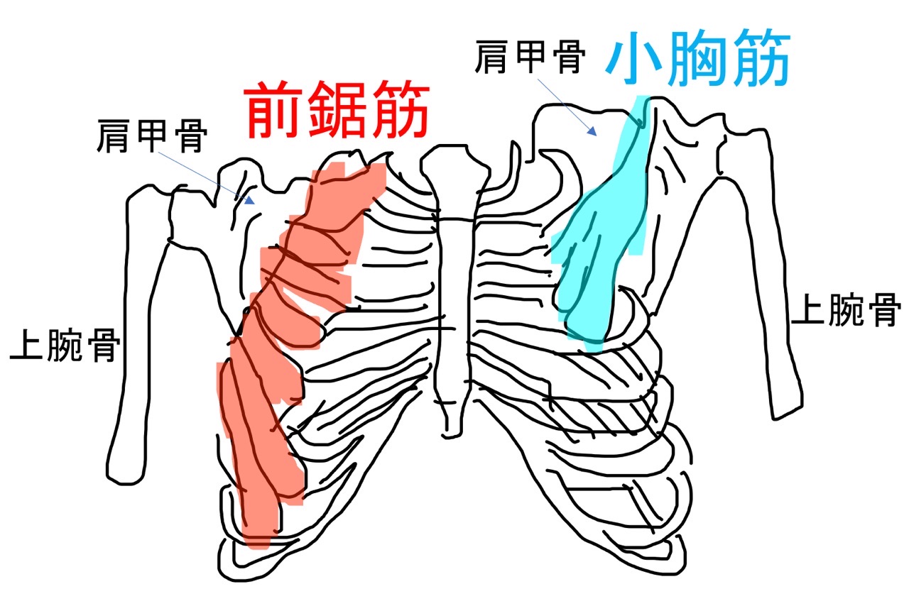 前鋸筋と小胸筋