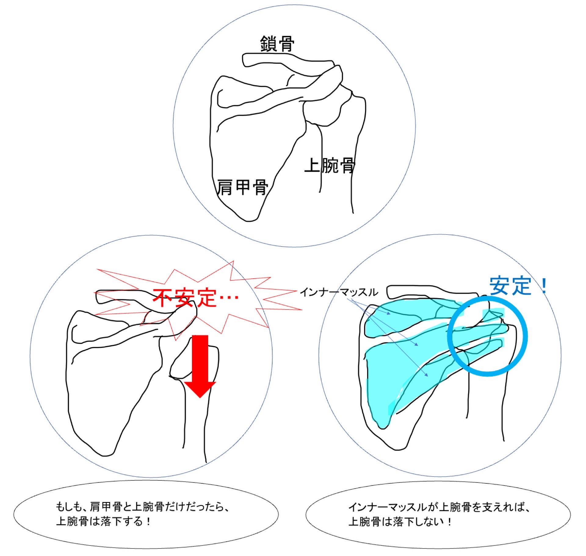 肩甲骨の安定性と不安定性