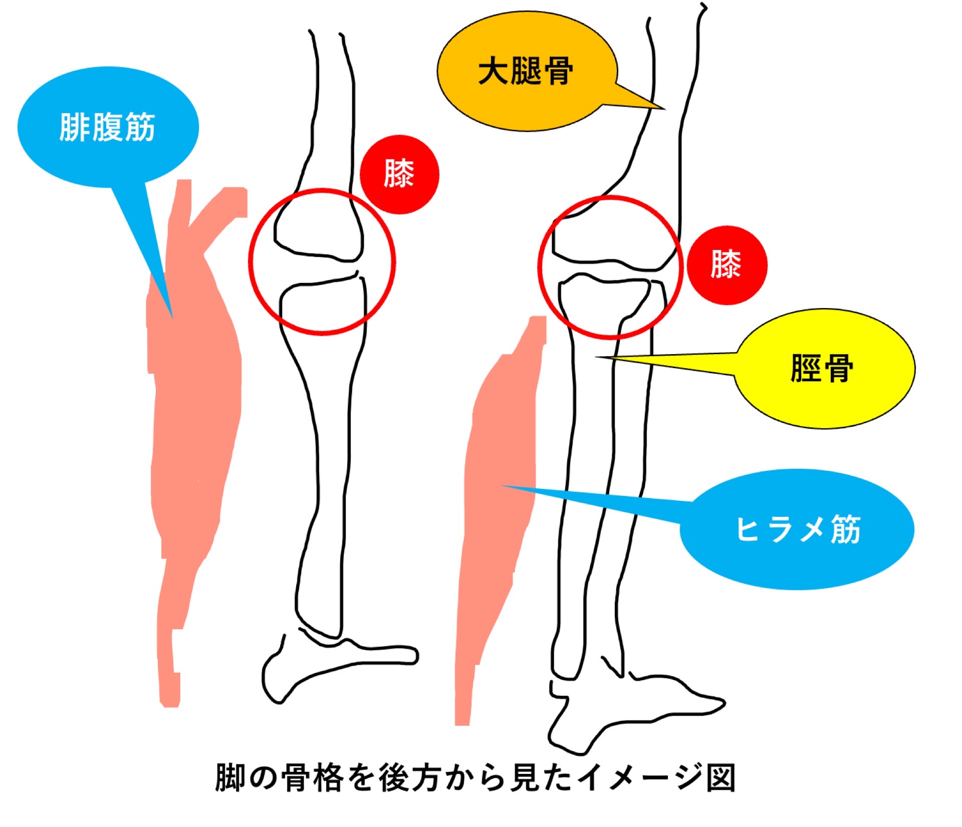 腓腹筋と膝の関係