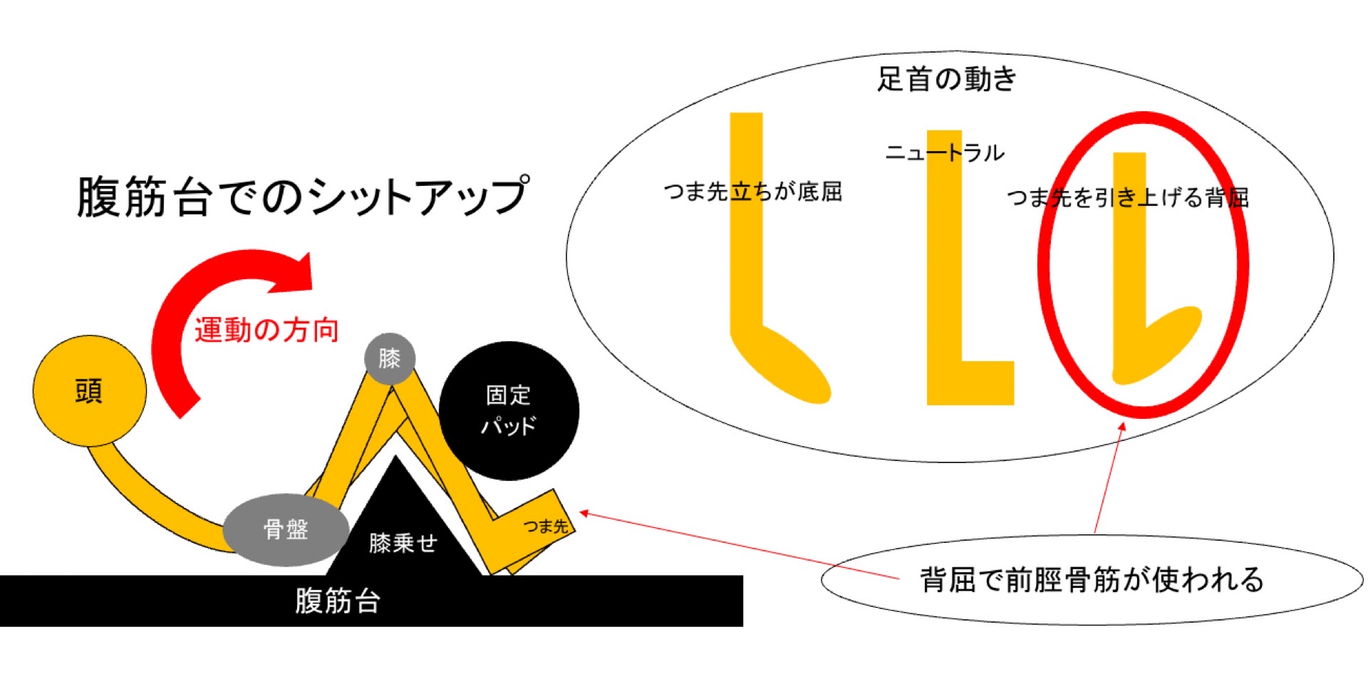 シットアップと腹筋台