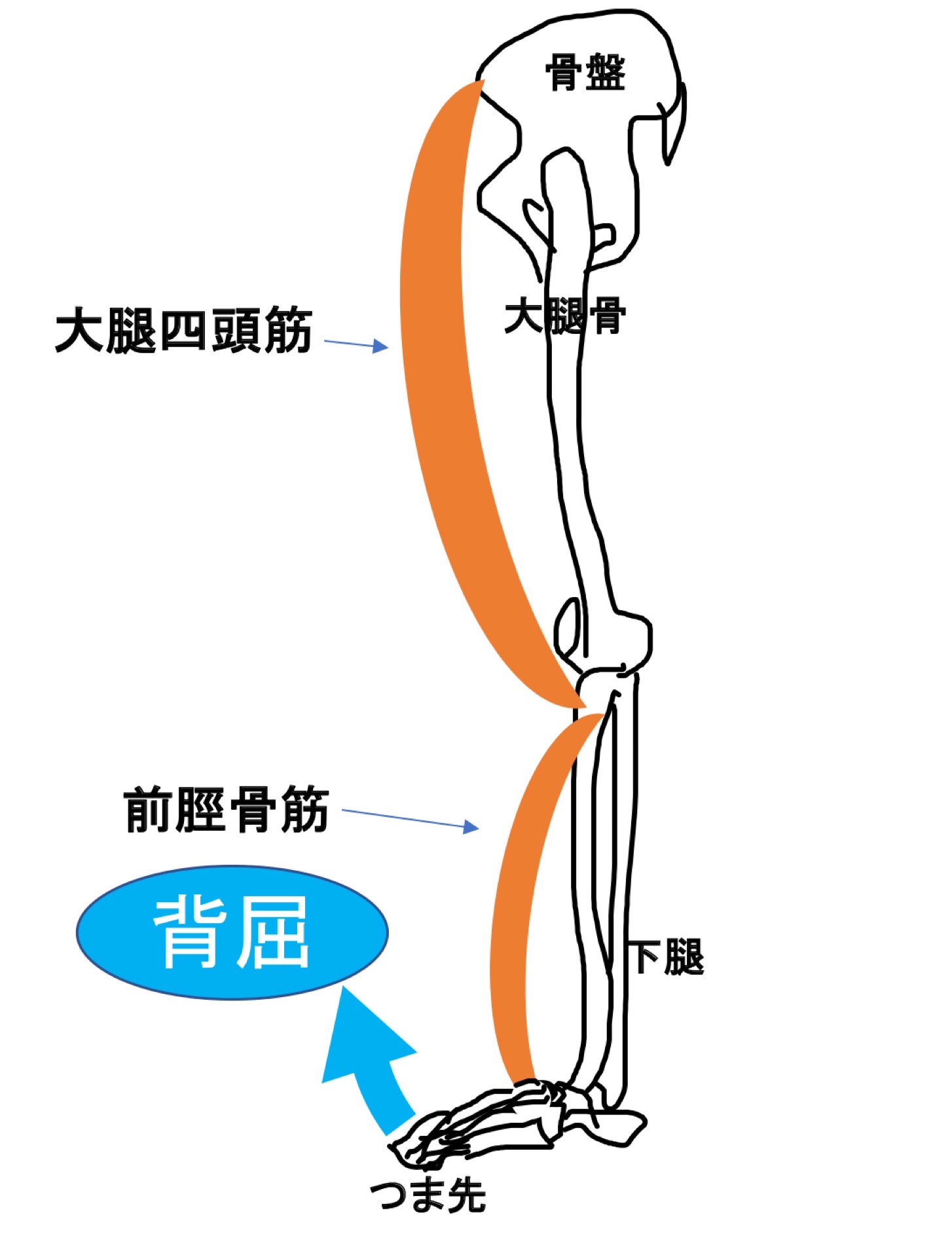 前脛骨筋と大腿四頭筋の関係