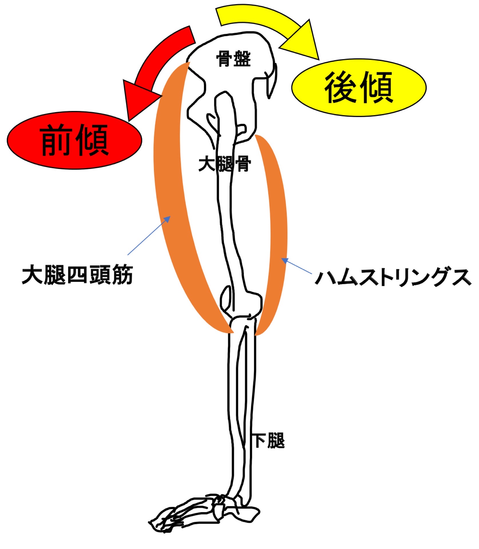 骨盤の前傾と後傾