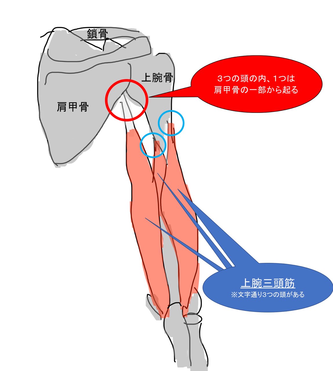 二の腕のたるみ解消は肩甲骨と上腕三頭筋に注目 ベストな筋トレは腕立て伏せを推奨 40代女性必見 Michibiki Blog