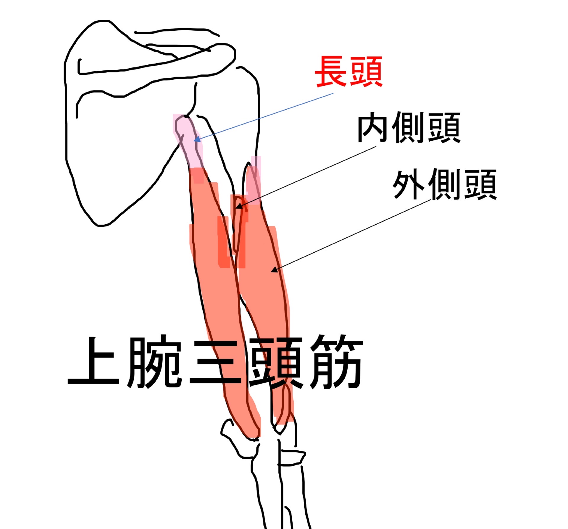 上腕三頭筋