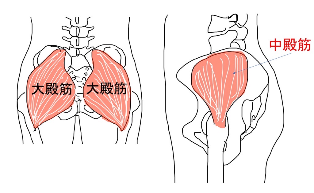 大殿筋と中殿筋