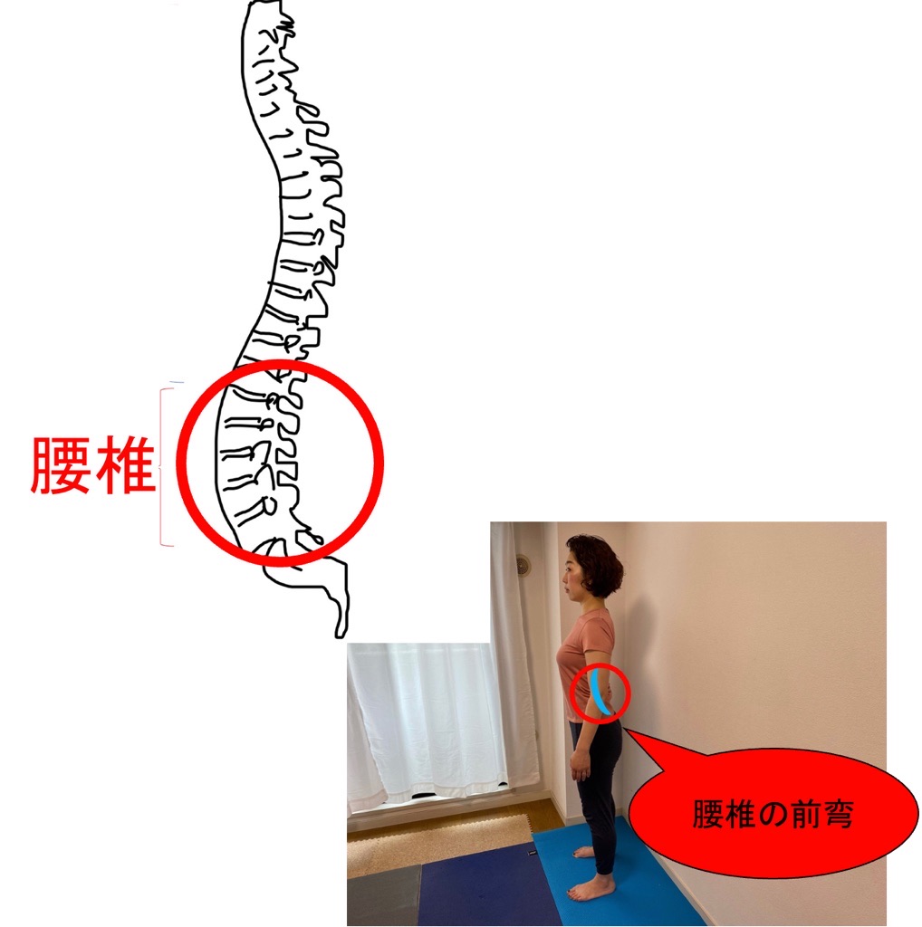 腰椎の自然な前弯