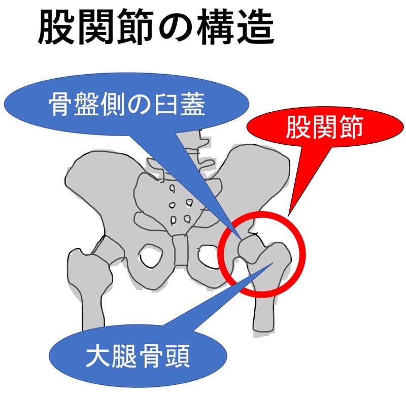 股関節の構造