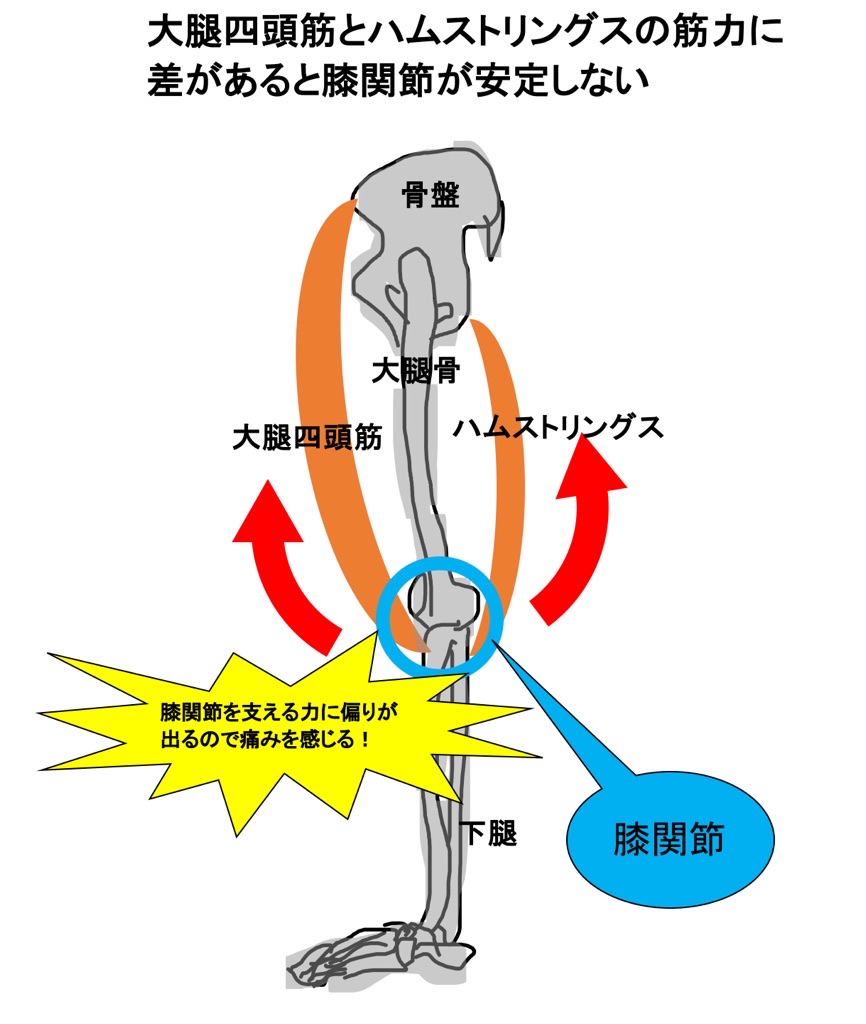 大腿四頭筋とハムストリングスが膝関節を支える