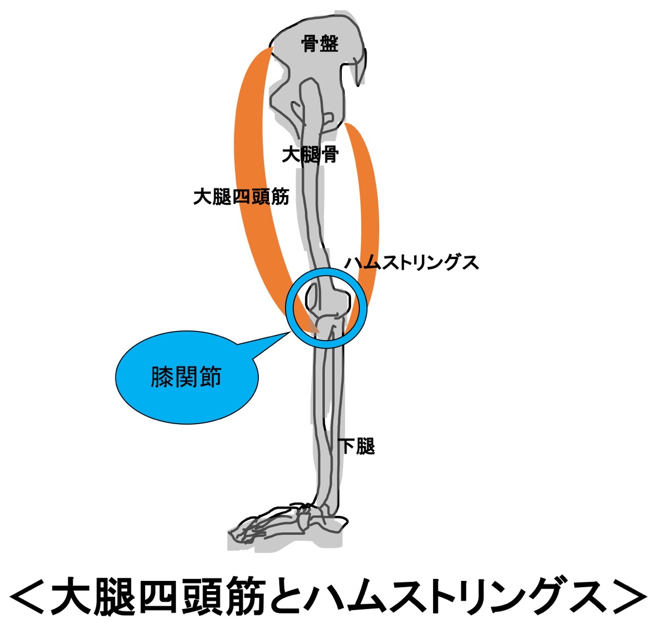 大腿四頭筋とハムストリングス