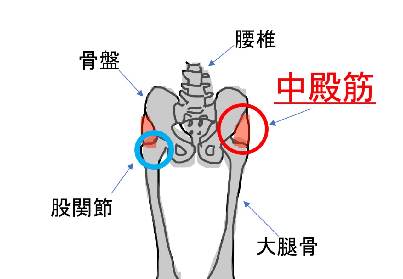 中殿筋