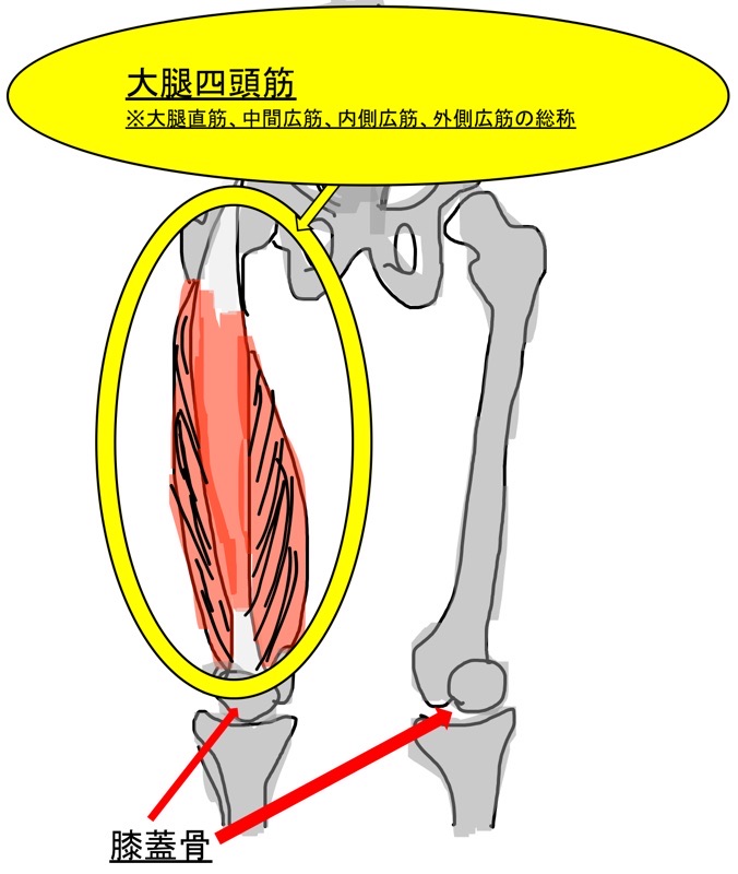 大腿四頭筋