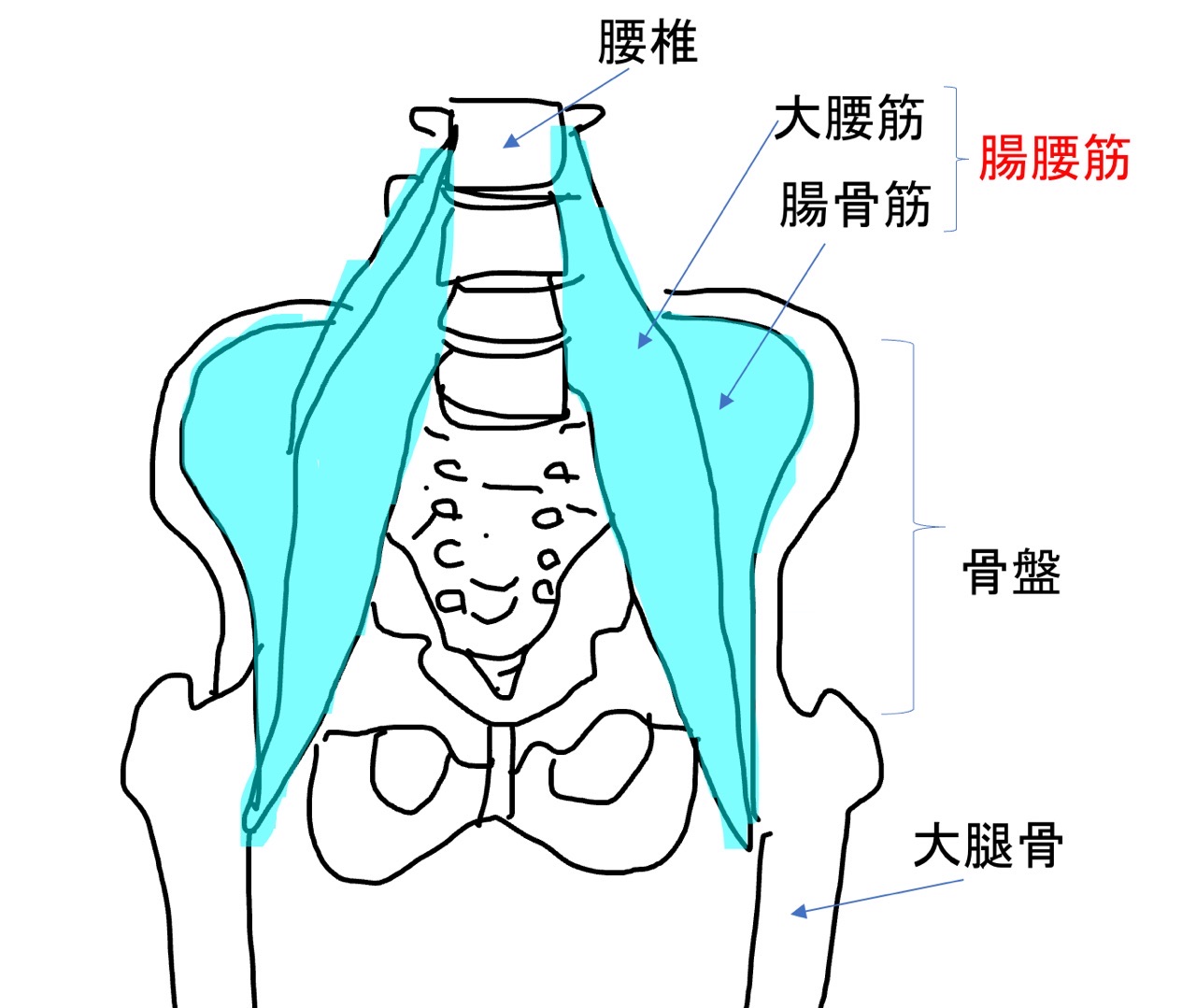 腸腰筋