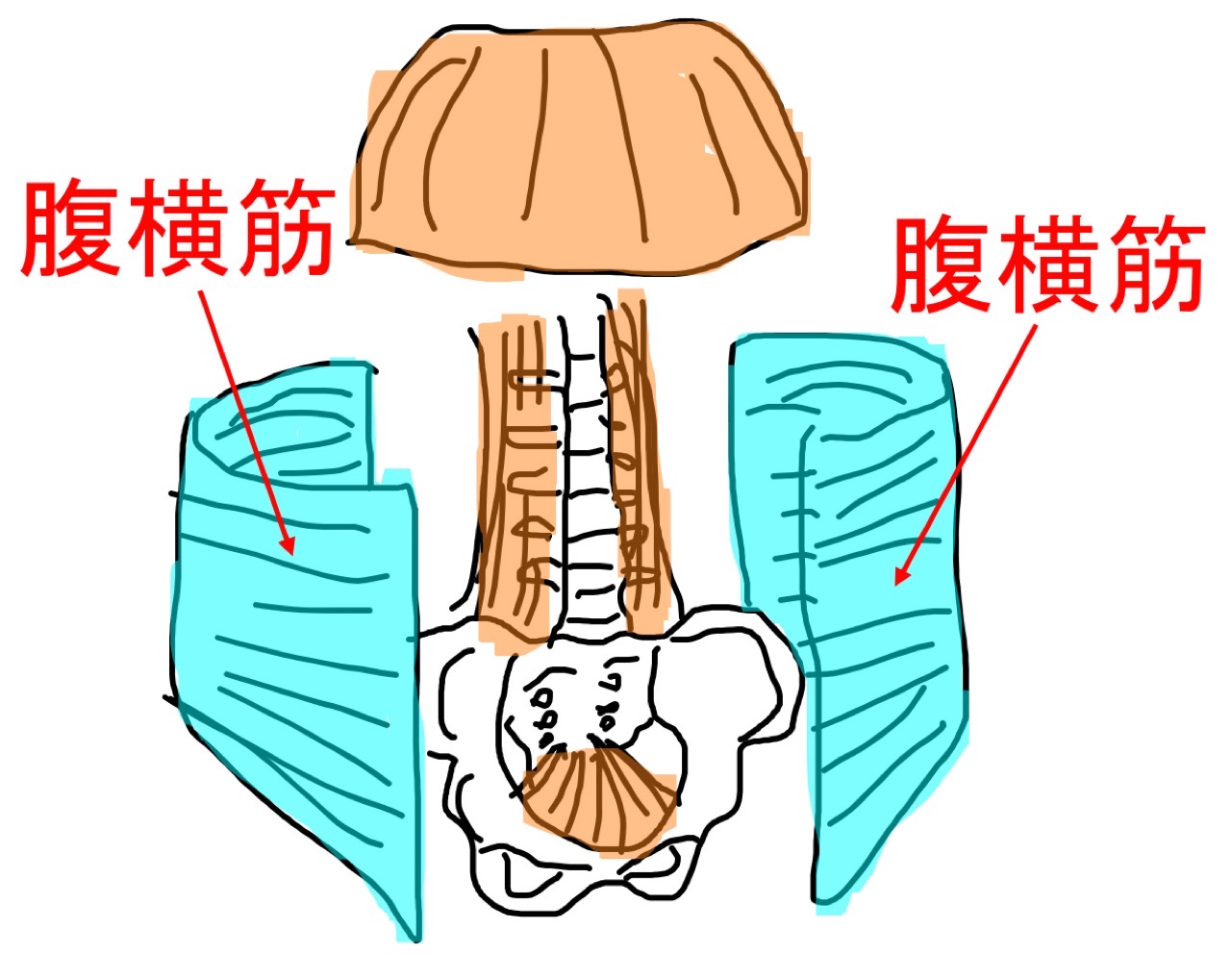 腹横筋