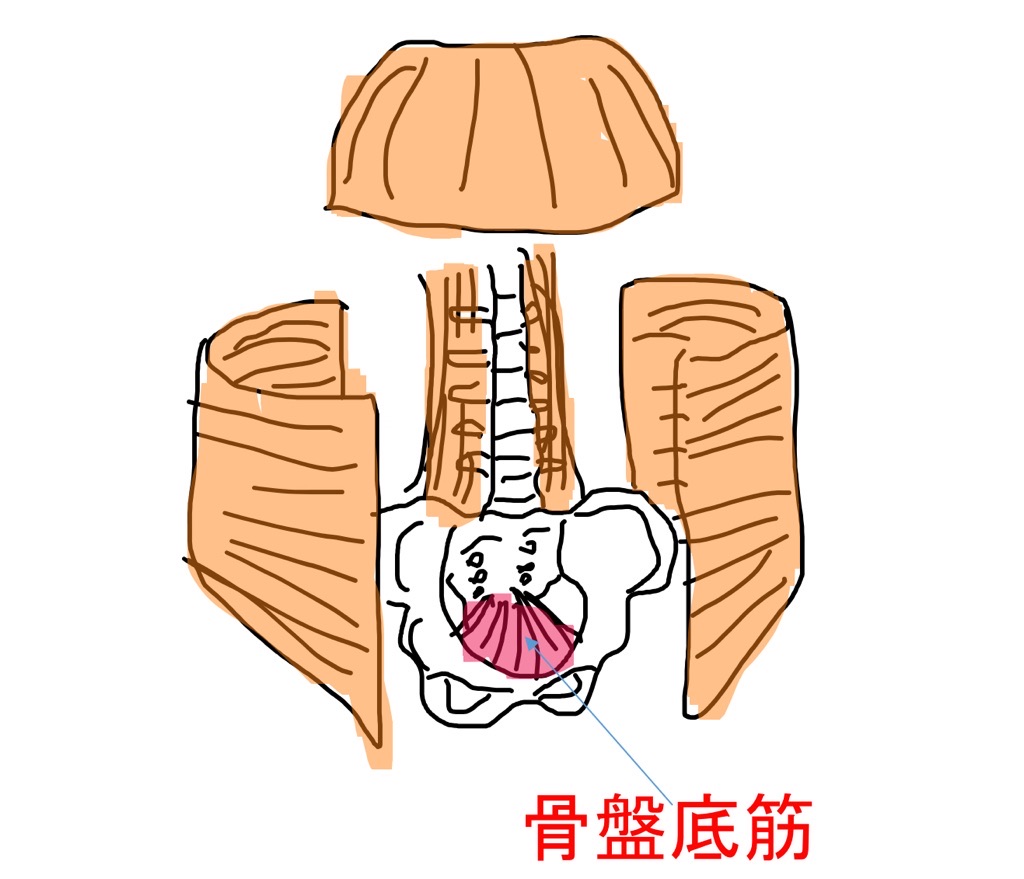 骨盤底筋