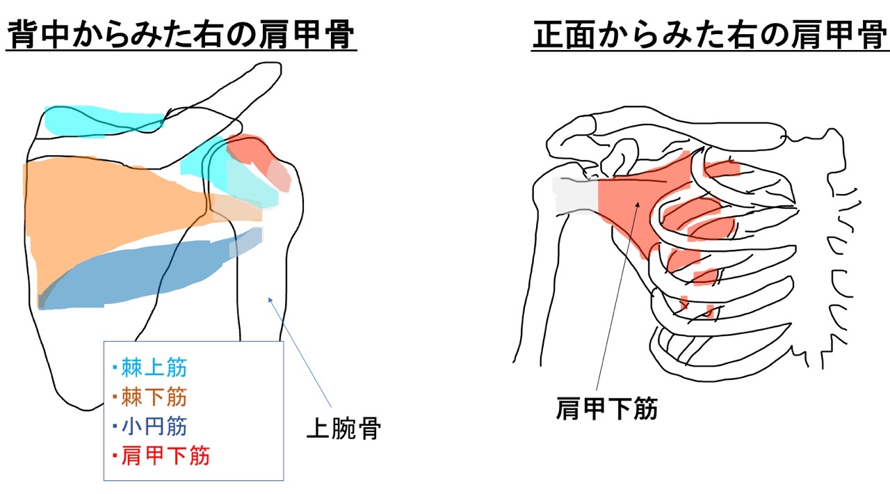 肩のインナーマッスル