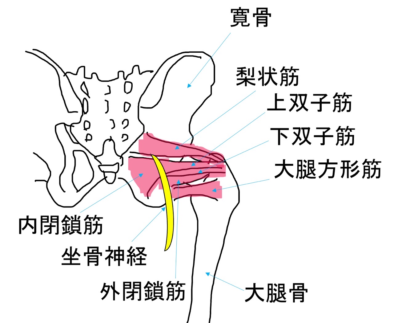 深層外旋六筋