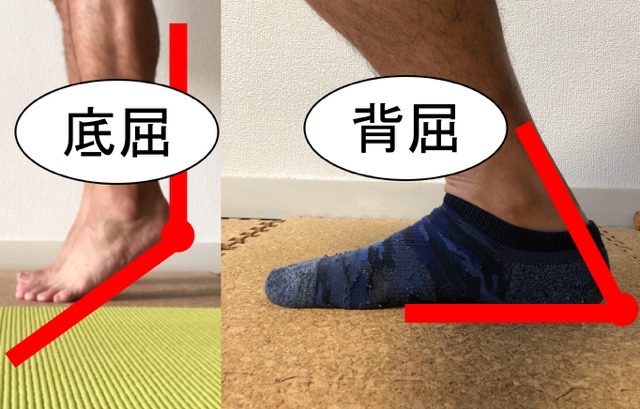 足首の底屈と背屈