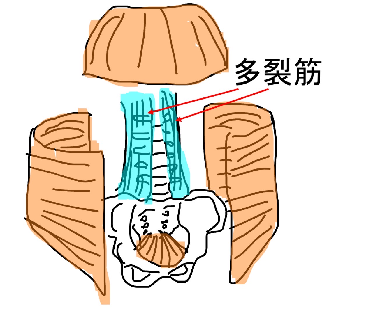 多裂筋