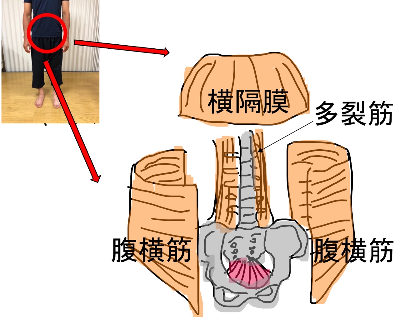 体幹のインナーマッスル