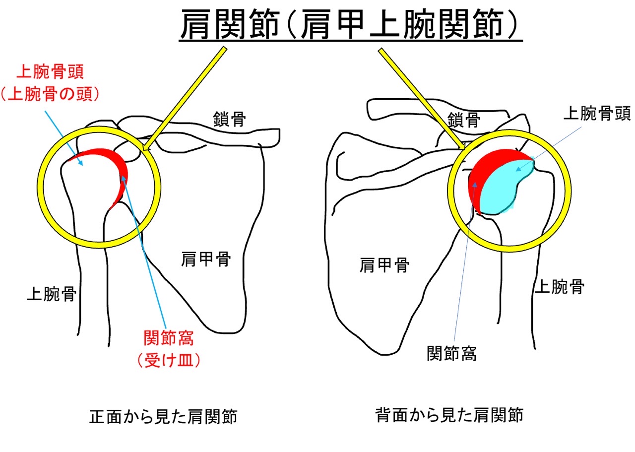 肩関節