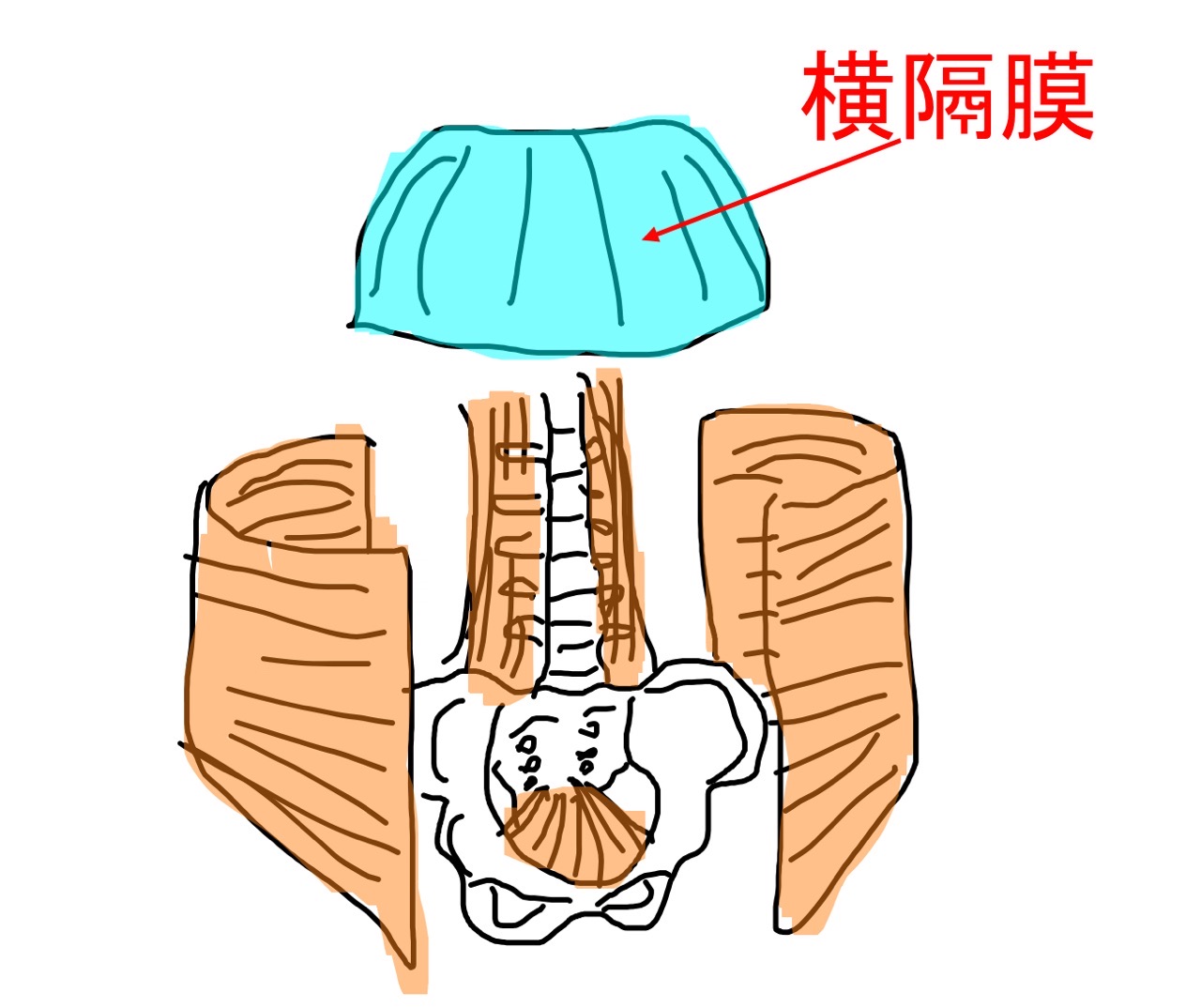 横隔膜