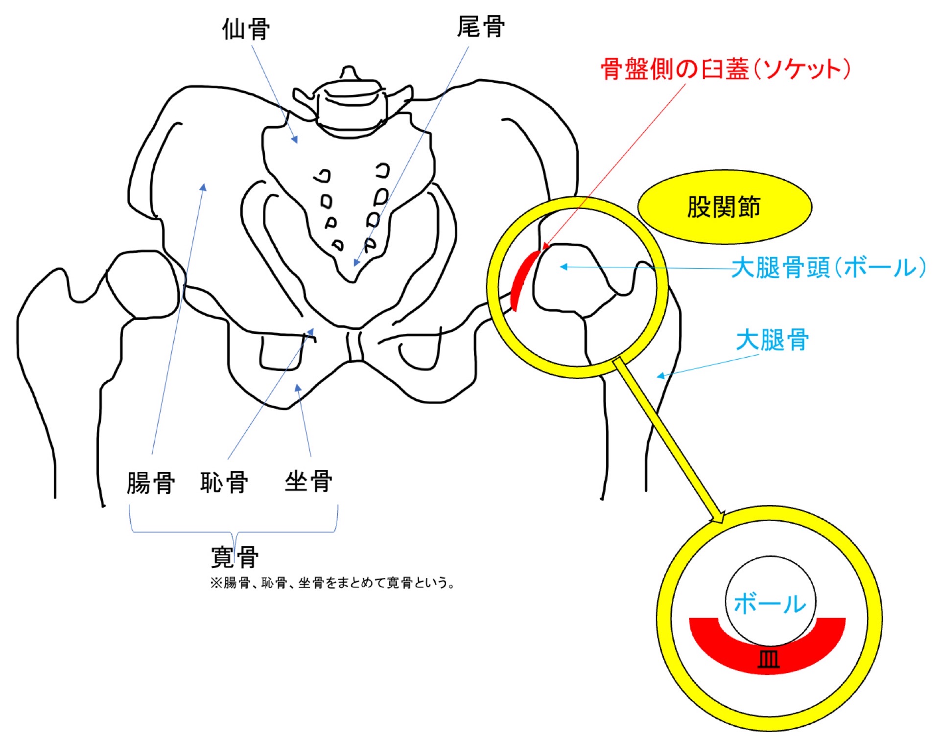 股関節の構造