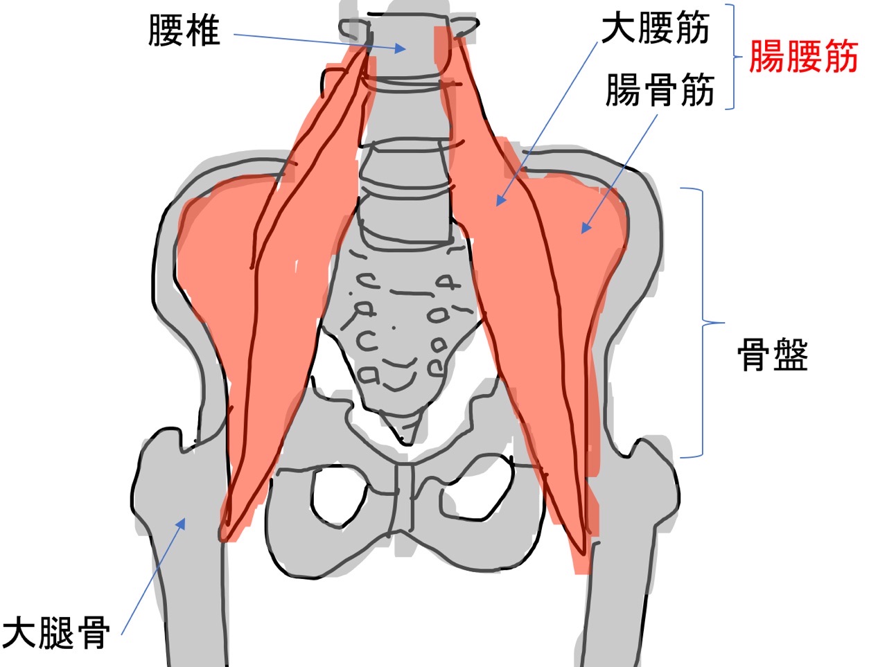 腸腰筋の緊張をストレッチポールで和らげてウエストのくびれをゲットしよう Michibiki Blog