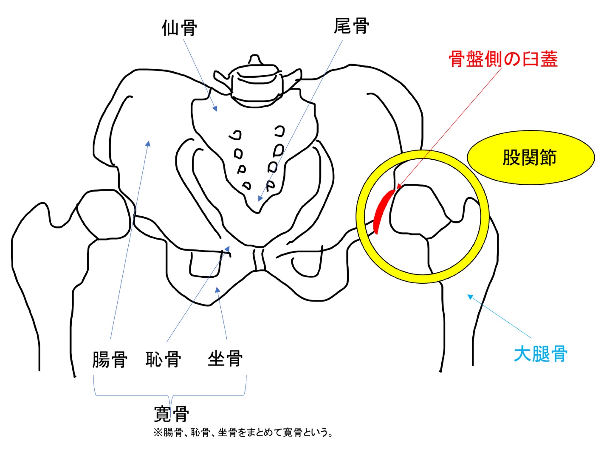 骨盤と股関節