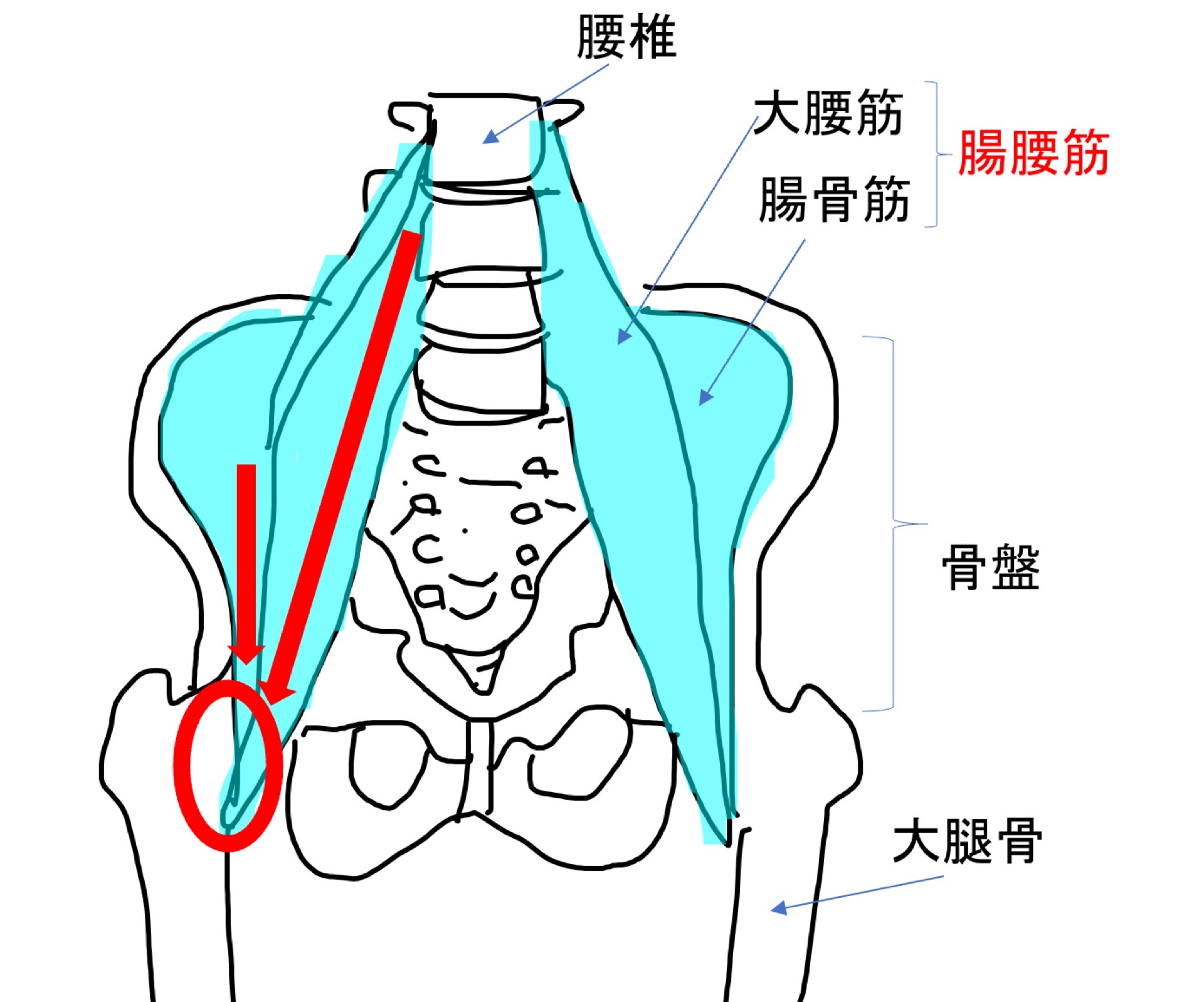 腸腰筋の付着部