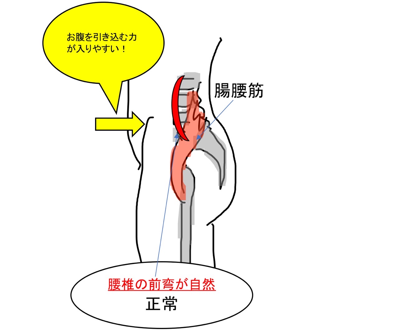 腰椎の自然な前弯