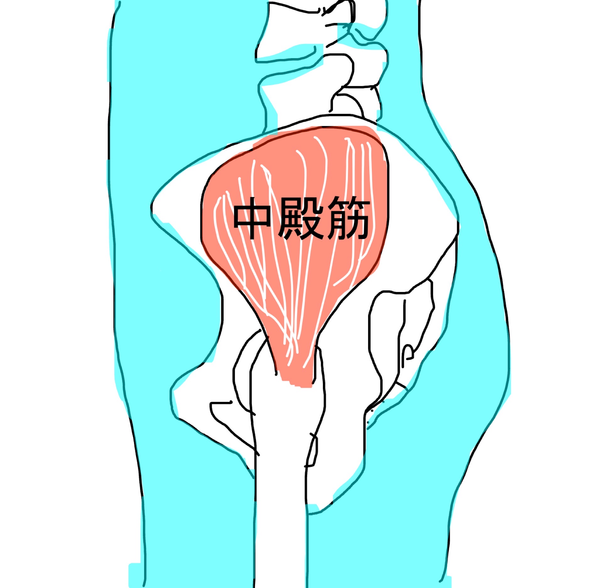 中殿筋