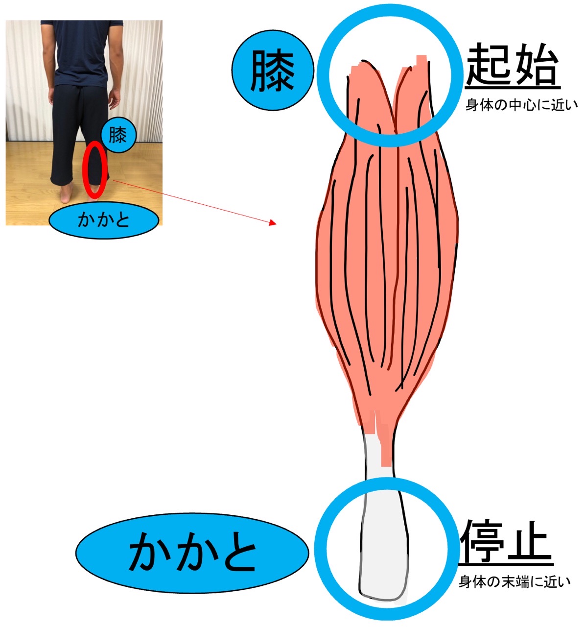 筋肉の起始と停止