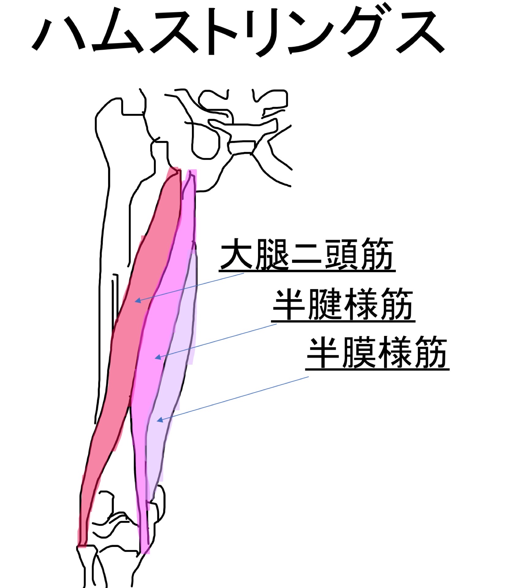 ハムストリングス