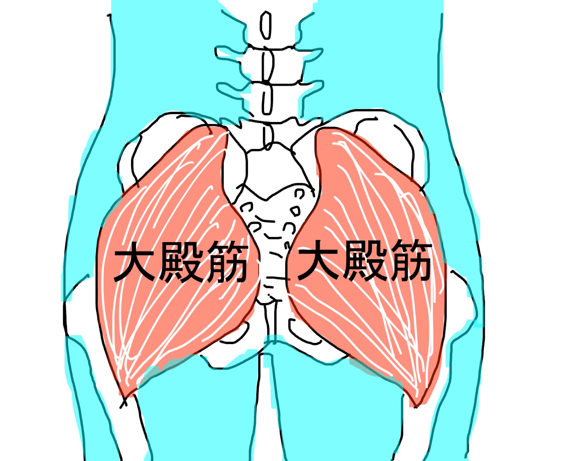 大殿筋