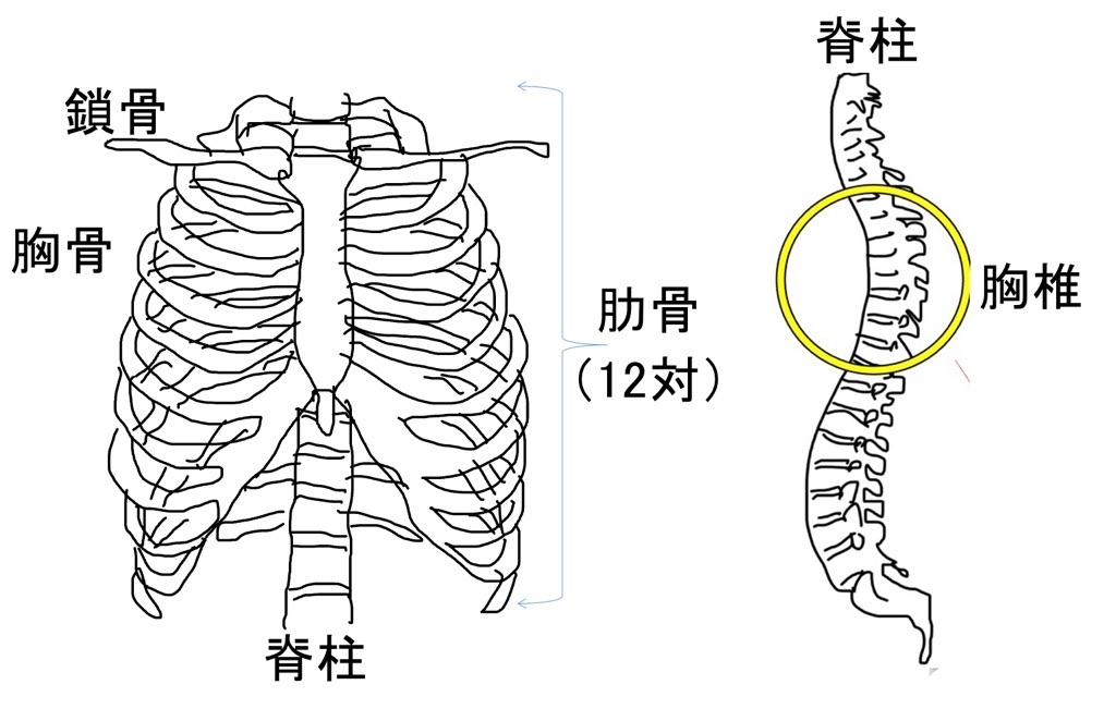 胸椎、胸郭