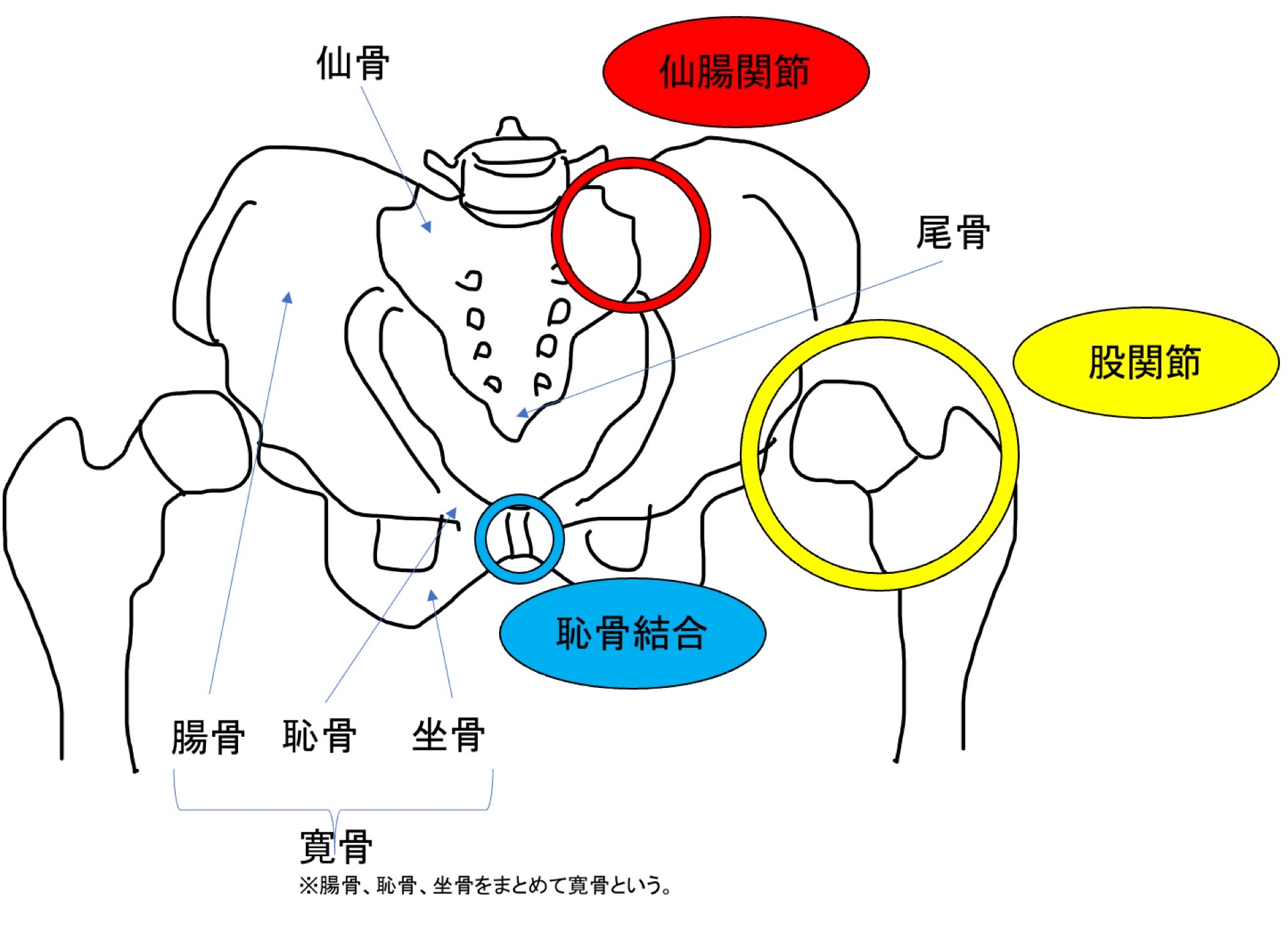 骨盤帯