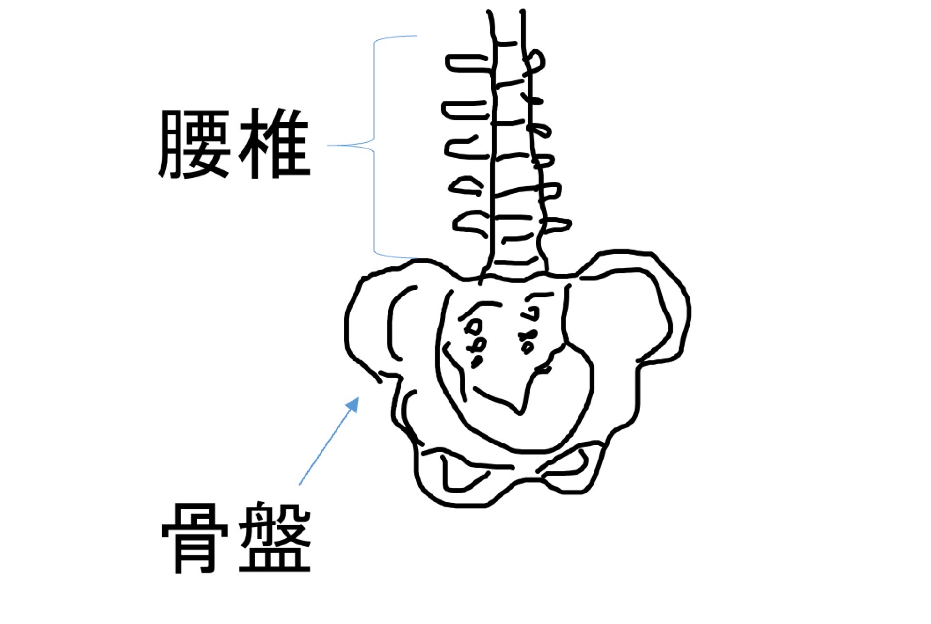 腰椎と骨盤