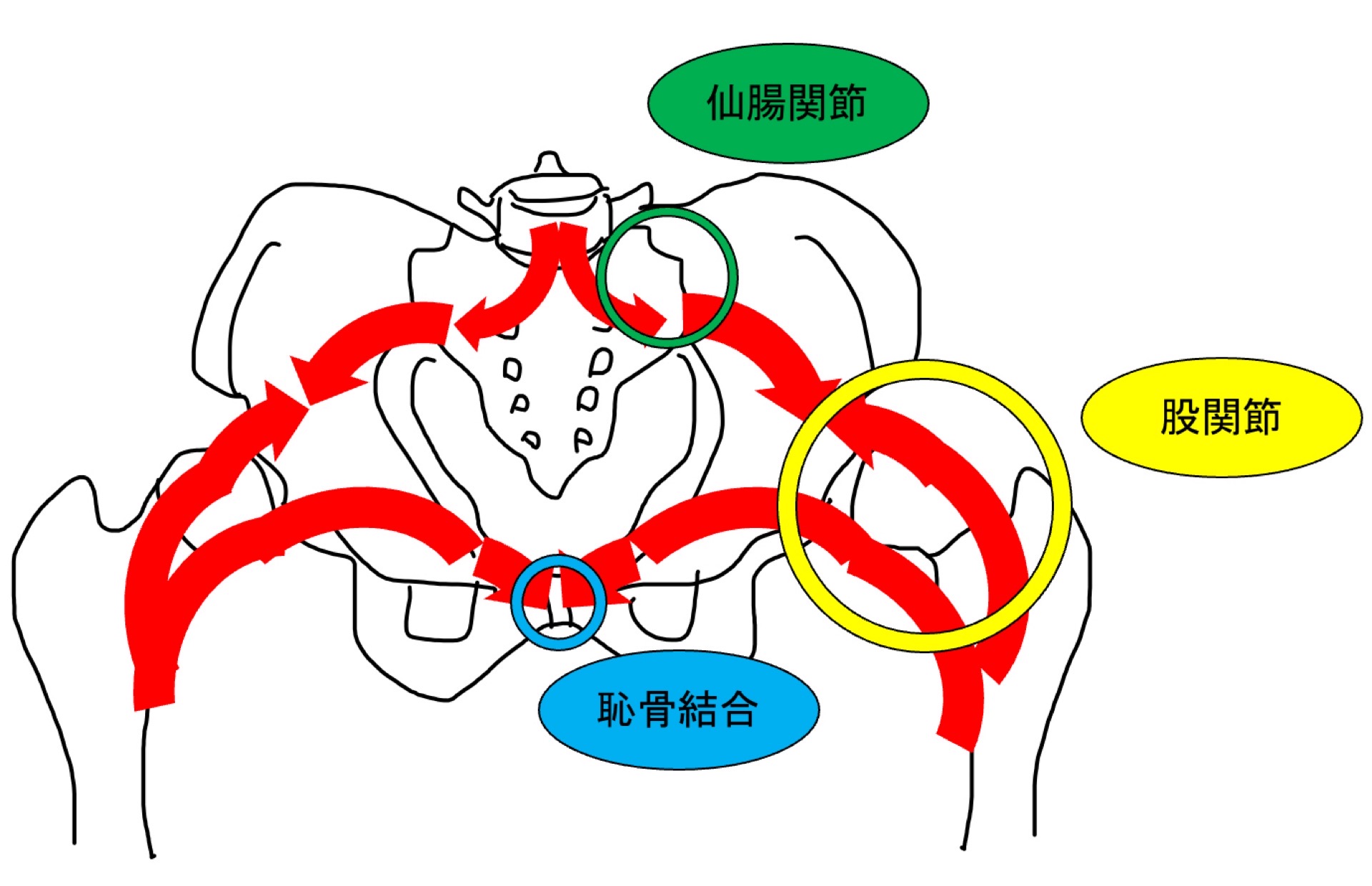 骨盤帯と力の伝達