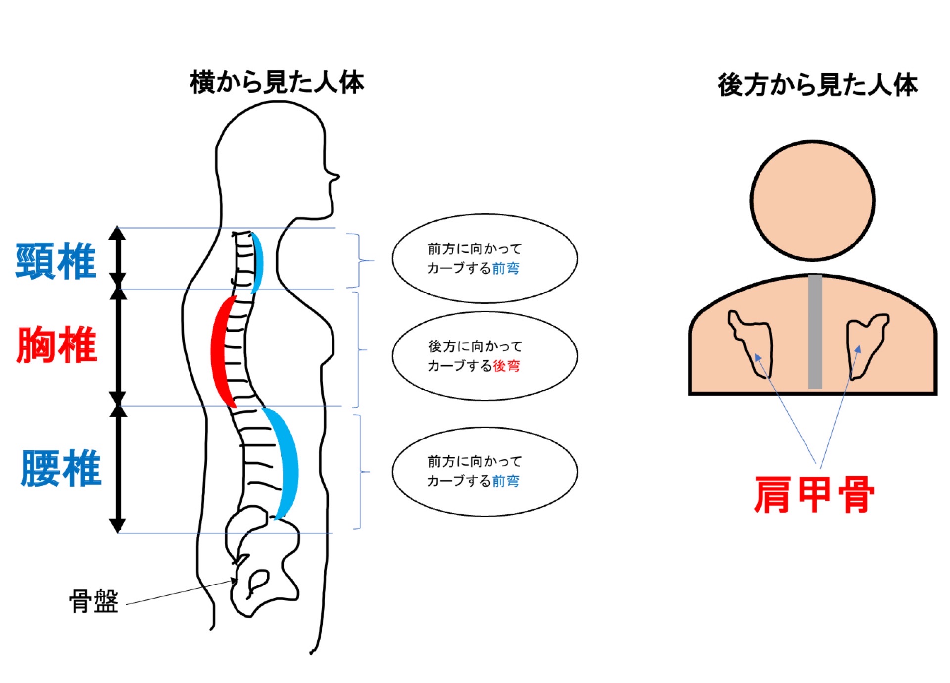 肩甲骨と胸椎