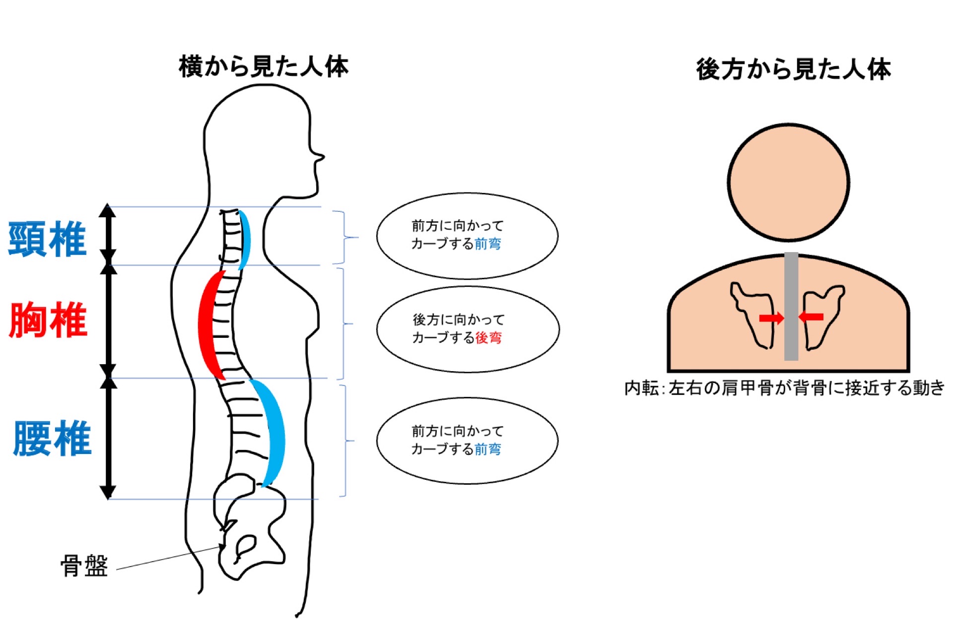 背骨の弯曲と肩甲骨の動き