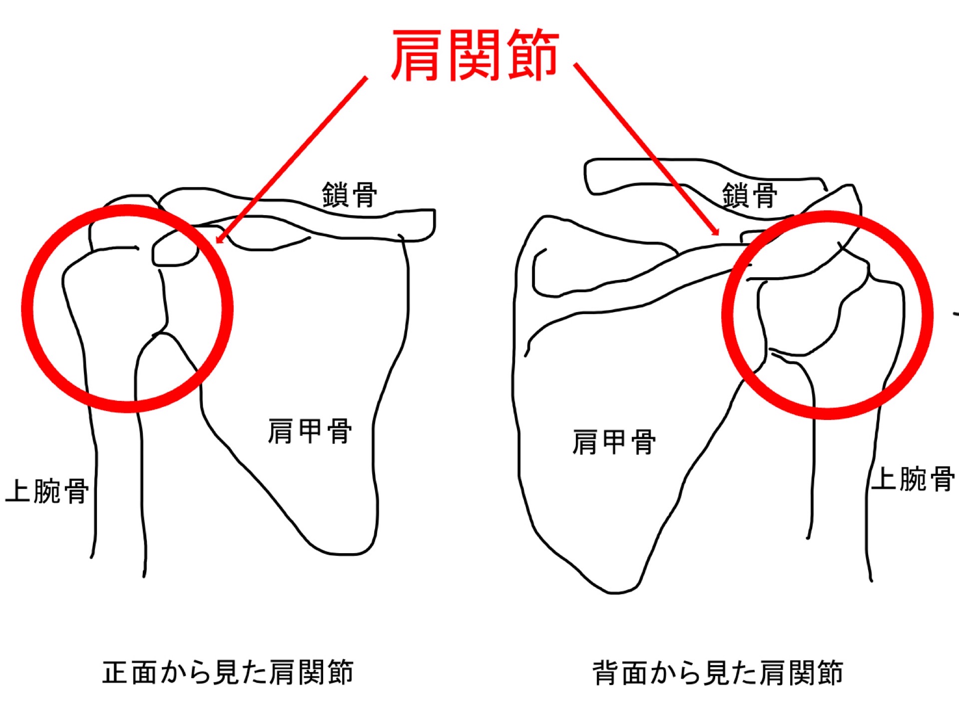 肩関節