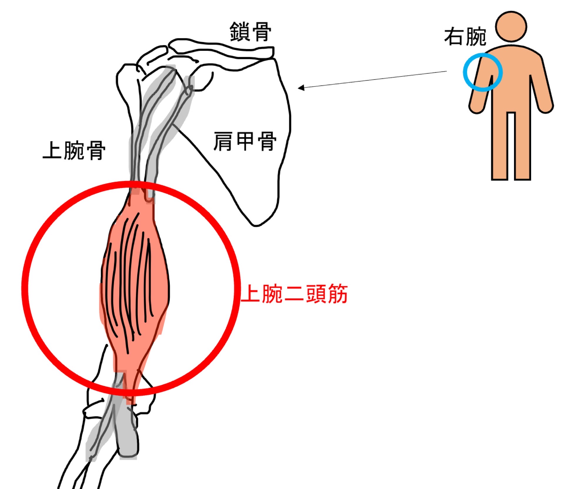 上腕二頭筋