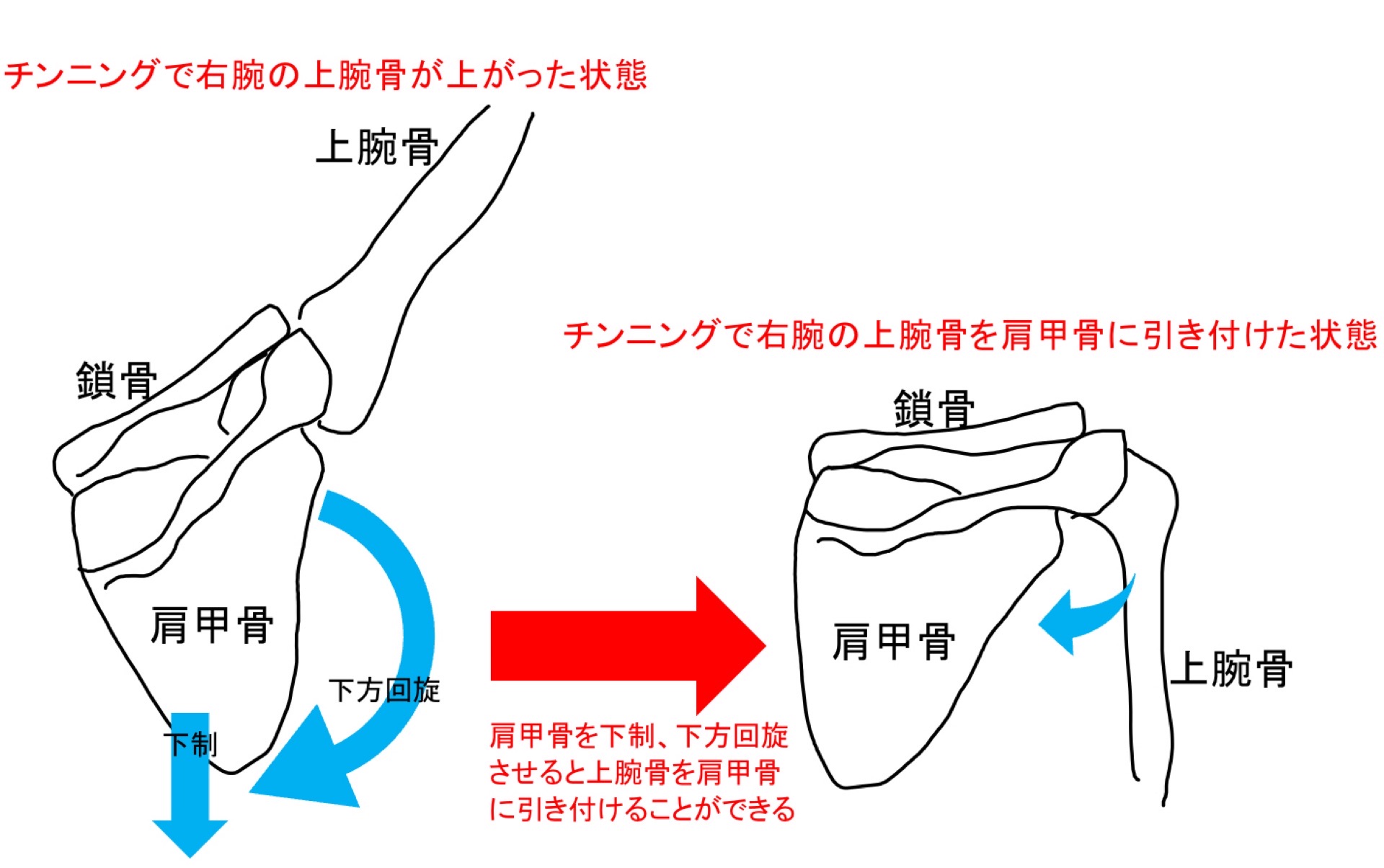 肩甲骨の下制と下方回旋