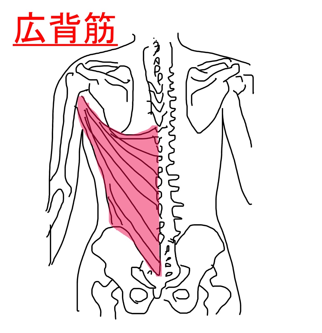 広背筋