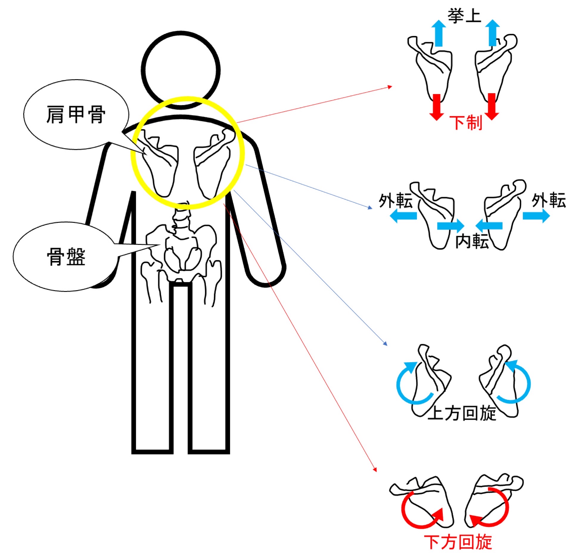 肩甲骨の動き