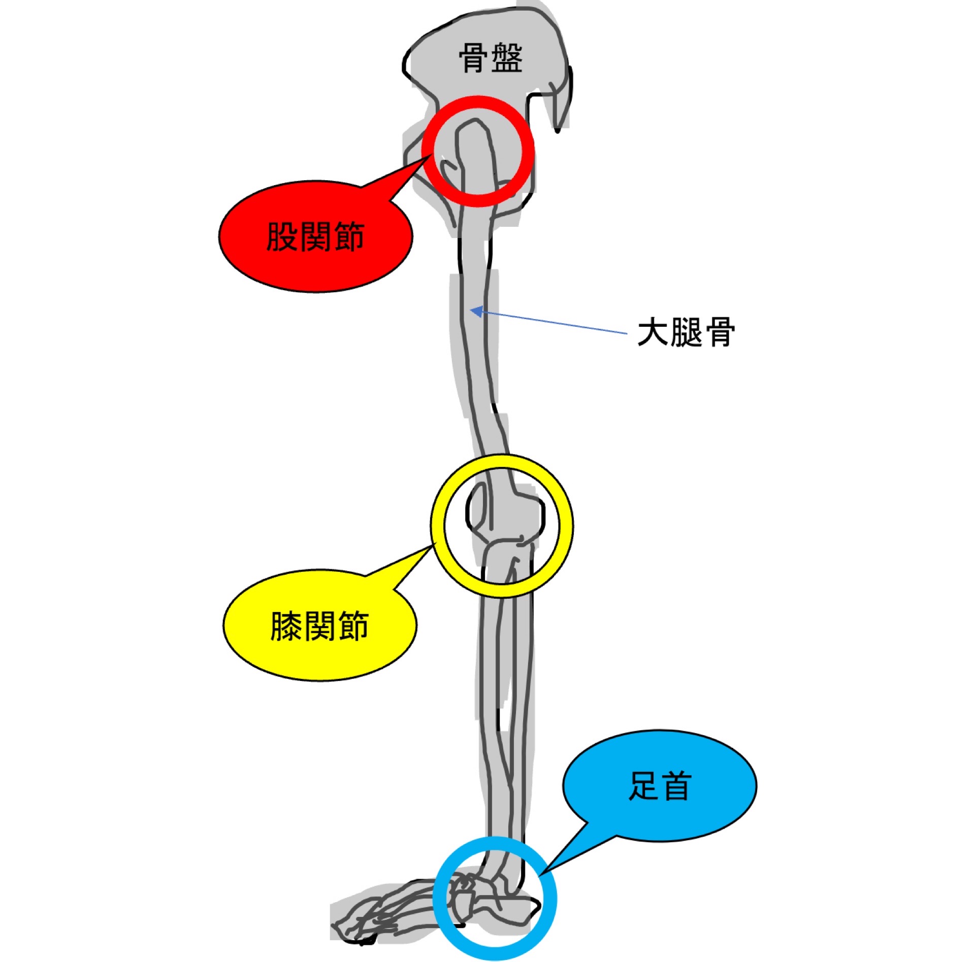 股関節